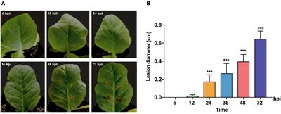 Integrative transcriptome analysis revealed the pathogenic molecular basis of Rhizoctonia solani AG-3 TB at three progressive stages of infection